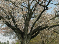 4/9遅咲き樹木No.311満開